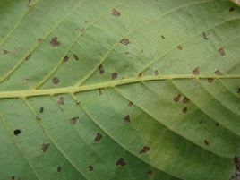 核桃樹褐斑病 核桃樹褐斑病