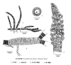 尖頂珊形藻 尖頂珊形藻