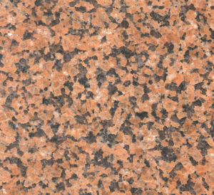 Chrysanthemum Yellow Tuoli Chrysanthemum Yellow Tuoli