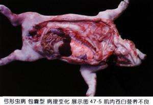 豬弓形體病 豬弓形體病