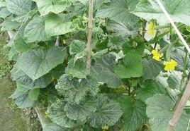 黃瓜病毒病 黃瓜病毒病