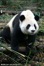 哺乳綱動物大熊貓