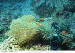 濱珊瑚屬 濱珊瑚屬