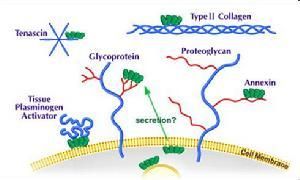 膜聯蛋白V 膜聯蛋白V