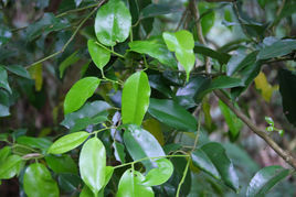 細齒葉柃 細齒葉柃