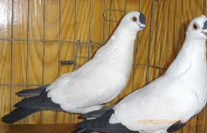 鐵翅黑點子鴿 鐵翅黑點子鴿