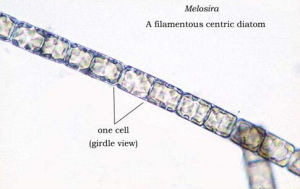 直鏈藻屬 直鏈藻屬