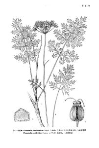 蛇床茴芹 蛇床茴芹