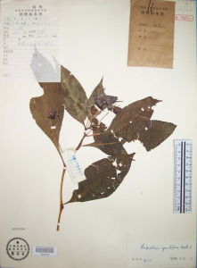 舟狀鳳仙花 舟狀鳳仙花