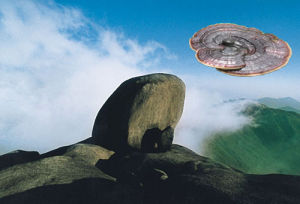 梁野山自然保護區