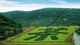 羊岩山茶文化園 羊岩山茶文化園