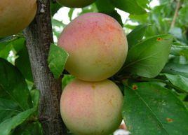 綏稜甜李 綏稜甜李