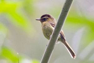 大頭扁嘴雀 大頭扁嘴雀
