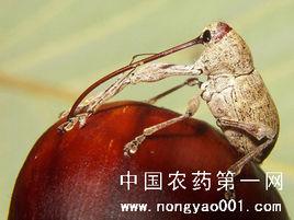 板栗剪枝象鼻蟲 板栗剪枝象鼻蟲