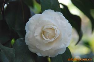 金邊可娜 金邊可娜