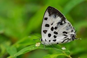 豹斑雙尾灰蝶 豹斑雙尾灰蝶