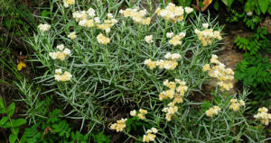 矮小同色二色香青 矮小同色二色香青