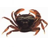 鋸齒溪蟹 鋸齒溪蟹