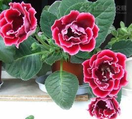 大岩桐花 大岩桐花