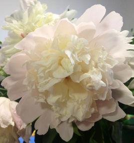 宏圖[牡丹品種]