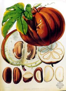 油渣果屬 油渣果屬