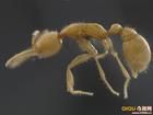 火星螞蟻