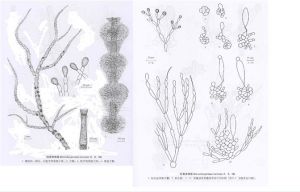 扭曲串珠藻 扭曲串珠藻