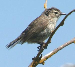 加島鶯雀屬 加島鶯雀屬