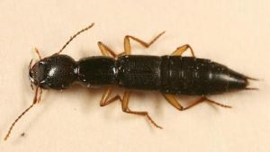 隱翅蟲科 隱翅蟲科