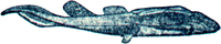 骨甲魚