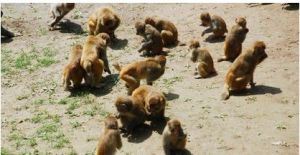 歷山獼猴源景區 歷山獼猴源景區