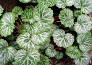 近岩梅虎耳草(原變種)