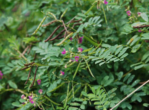灰野豌豆 灰野豌豆