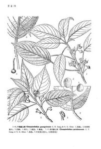 貴州藤山柳 貴州藤山柳