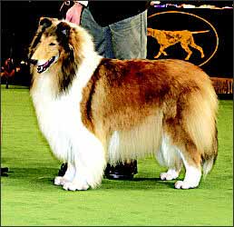 粗毛柯利牧羊犬 粗毛柯利牧羊犬