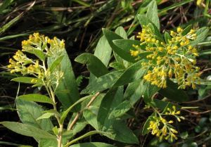 羊耳菊組 羊耳菊組