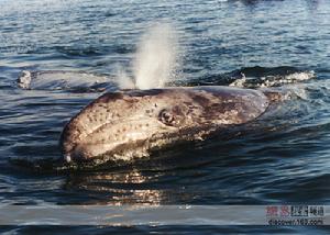 北極露脊鯨