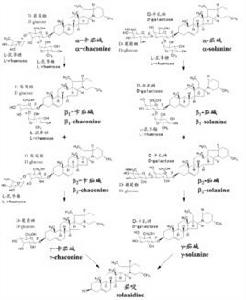 馬鈴薯糖苷生物鹼 馬鈴薯糖苷生物鹼