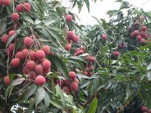 龐寨黑葉荔枝 大社茶