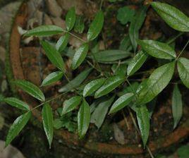 隔山香[山芹屬植物]