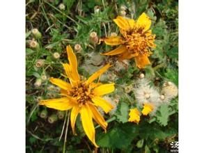 大齒橐吾 大齒橐吾