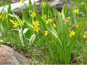 小金梅草屬 小金梅草屬