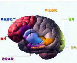 基底神經節 基底神經節