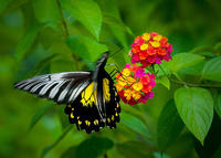 紅頸鳥翼裳鳳蝶