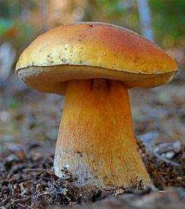 美味牛肝菌 美味牛肝菌