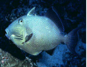 藍紋炮彈 藍紋炮彈