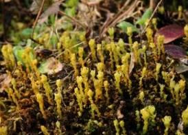 平肋提燈蘚 平肋提燈蘚