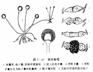 接合菌亞門，毛菌綱，毛霉目(Mucorales)毛黴菌真菌：匍枝根霉