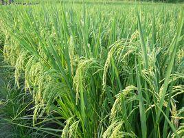 有機水稻 有機水稻