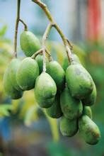 嶺南酸棗(原變種) 嶺南酸棗(原變種)